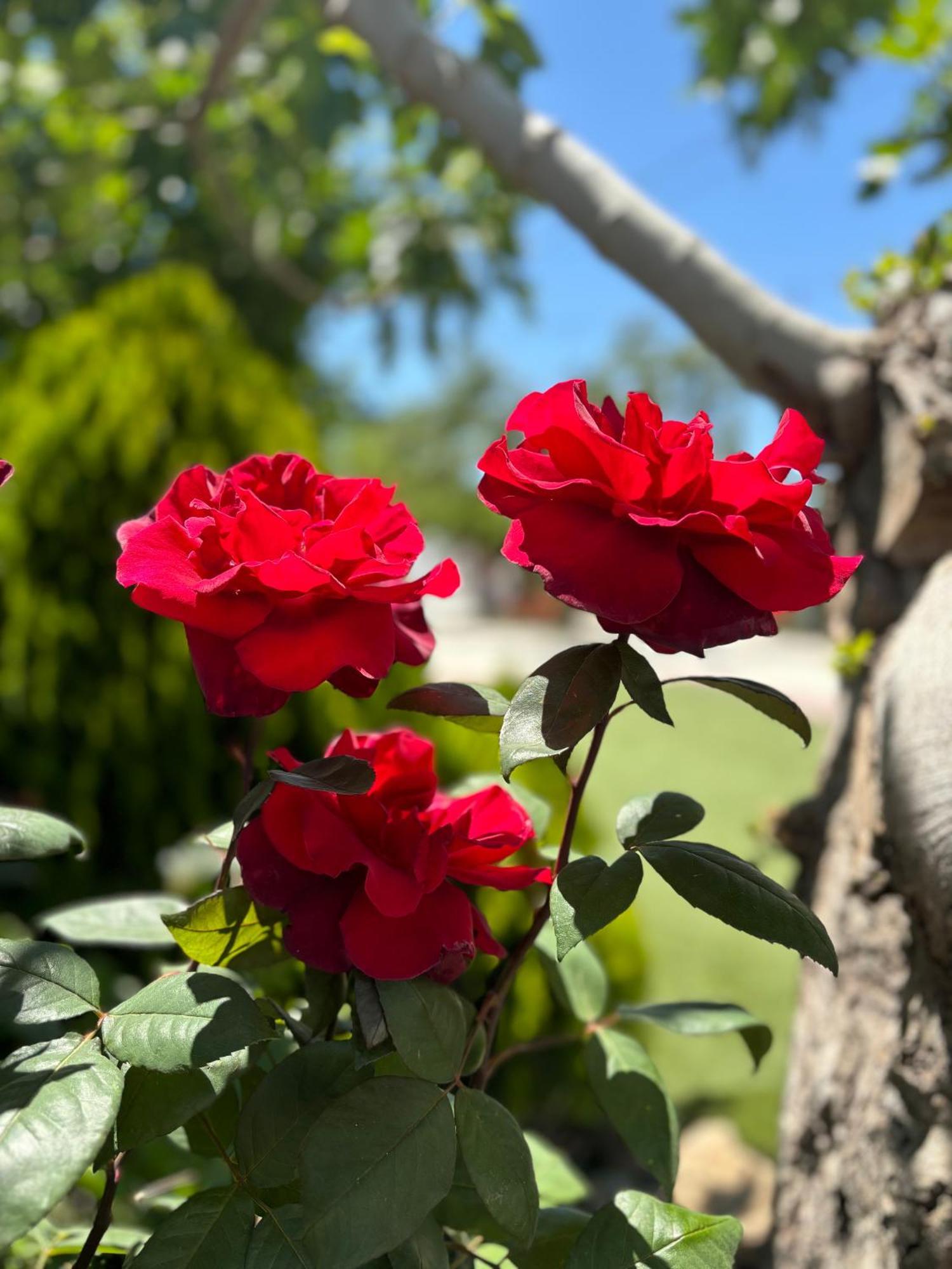 Finca Mi Alma Ogíjares Eksteriør billede